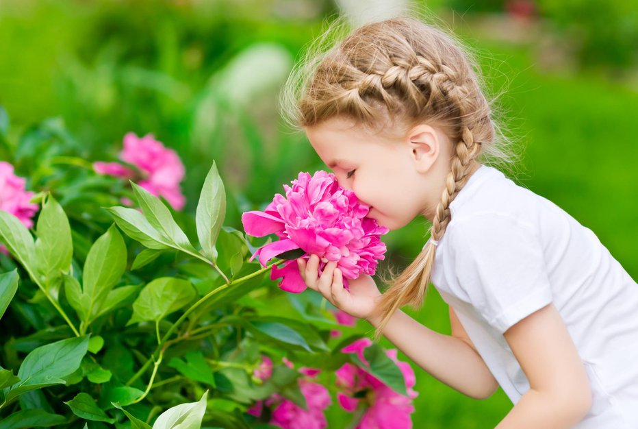 Fotografija: Nežni cvetovi omamno dišijo. FOTOGRAFIJE: Getty Images