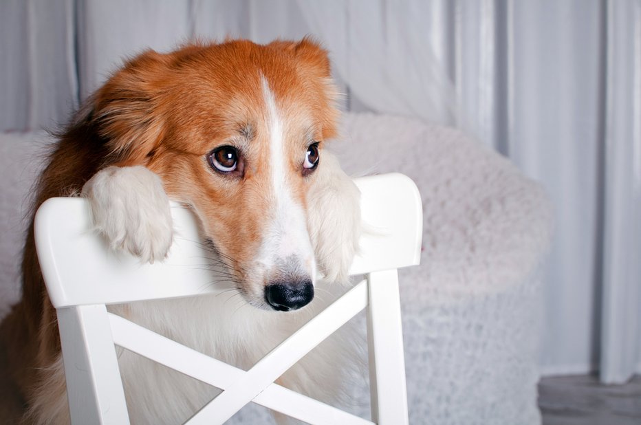 Fotografija: Med štirinožci je vedno več depresije, tesnobe in obsesivno kompulzivne motnje. FOTO: Shutterstock