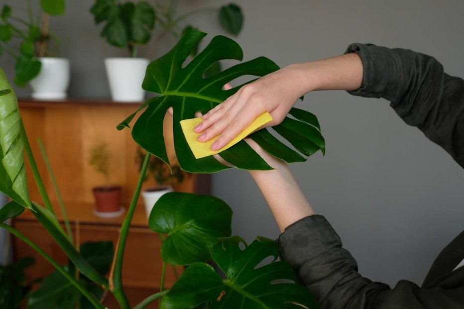 Fotografija: Monstera raste v centralno ogrevanih stanovanjih brez posebnih težav, uspeva celo v temnejših prostorih. FOTO: Shutterstock