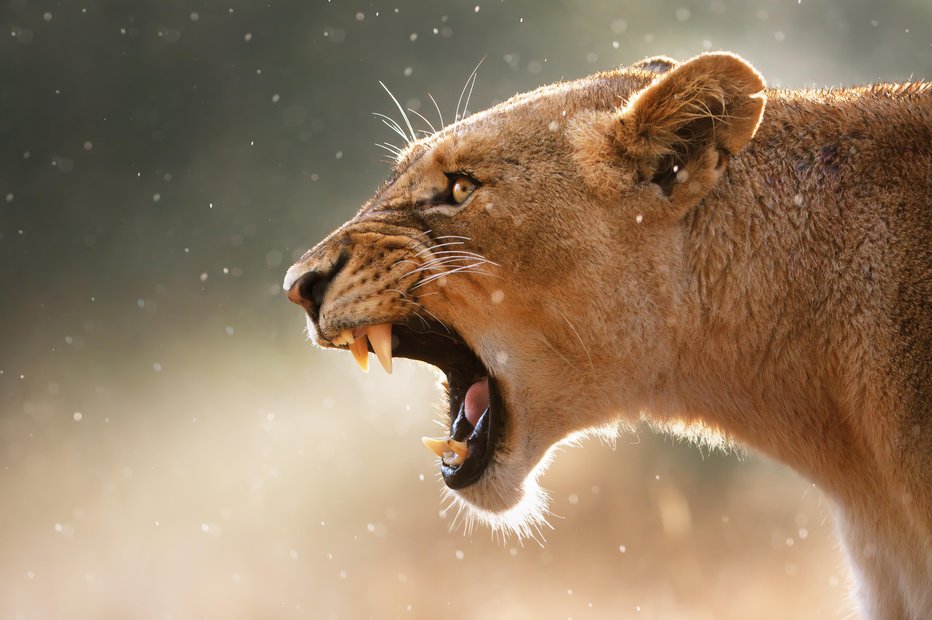 Fotografija: Fotografija je simbolična. FOTO: Getty Images, Istockphoto