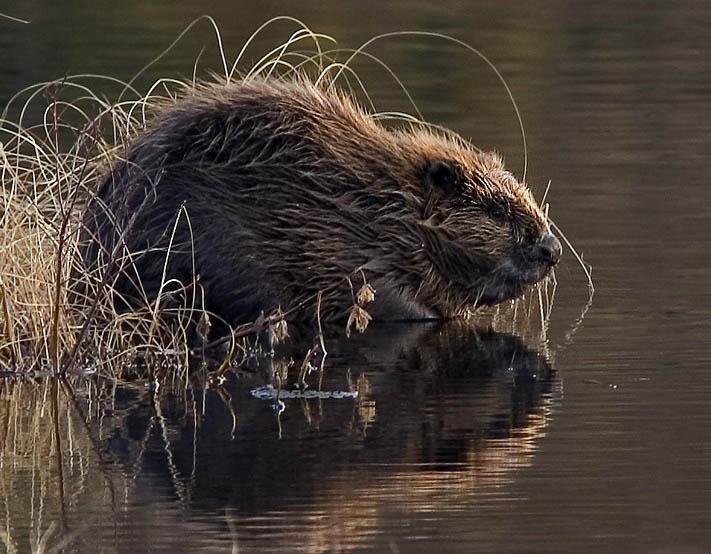 Fotografija: Gradi zlasti ponoči.
FOTO: Guliver/getty images