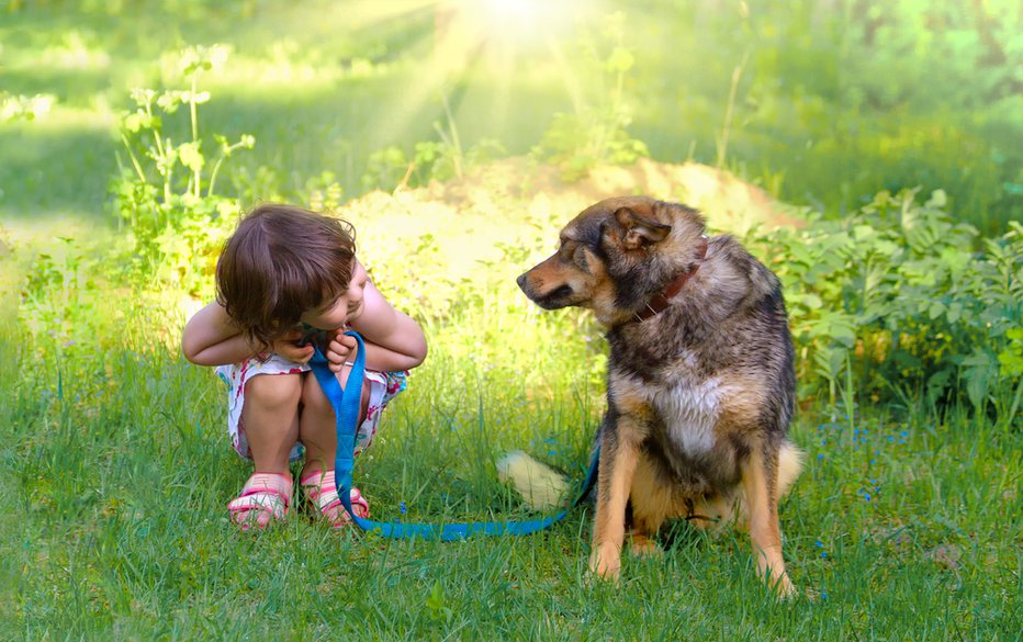 Fotografija: Psi bodo naredili vse, da bi nas spravili v dobro voljo in nam pomagali. FOTO: Shutterstock