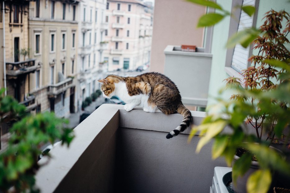 Fotografija: Čeprav so spretne, poskrbimo za njihovo varnost. FOTOGRAFIJI: Guliver/Getty Images