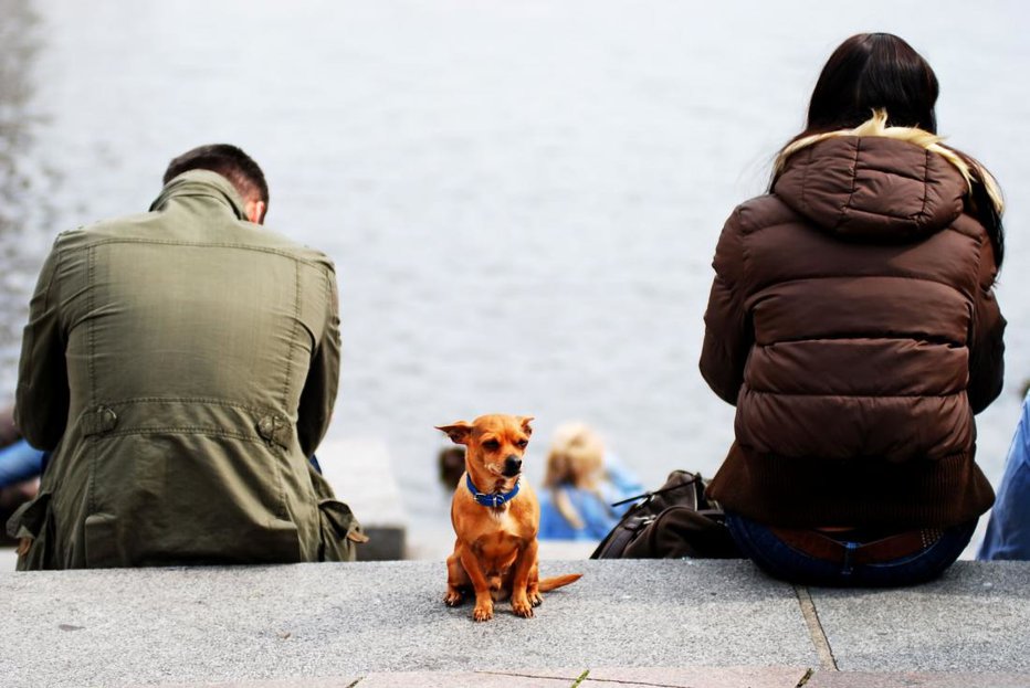 Fotografija: Ko se par ločuje, se pogosto zatakne tudi pri skrbništvu nad kosmatinci. FOTO: Shutterstock