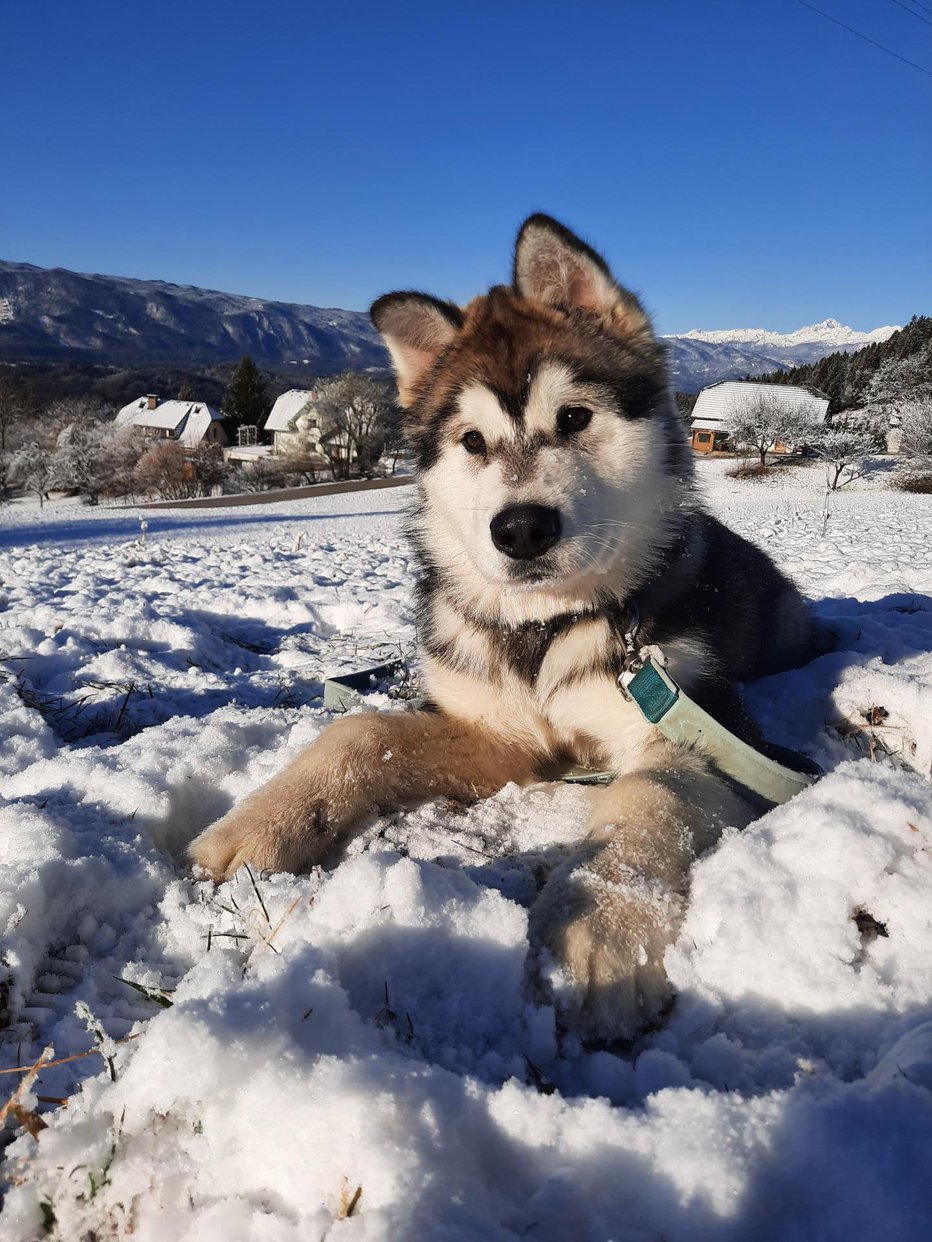 Fotografija: Blueja so komaj rešili. FOTO: Arhiv Lastnice