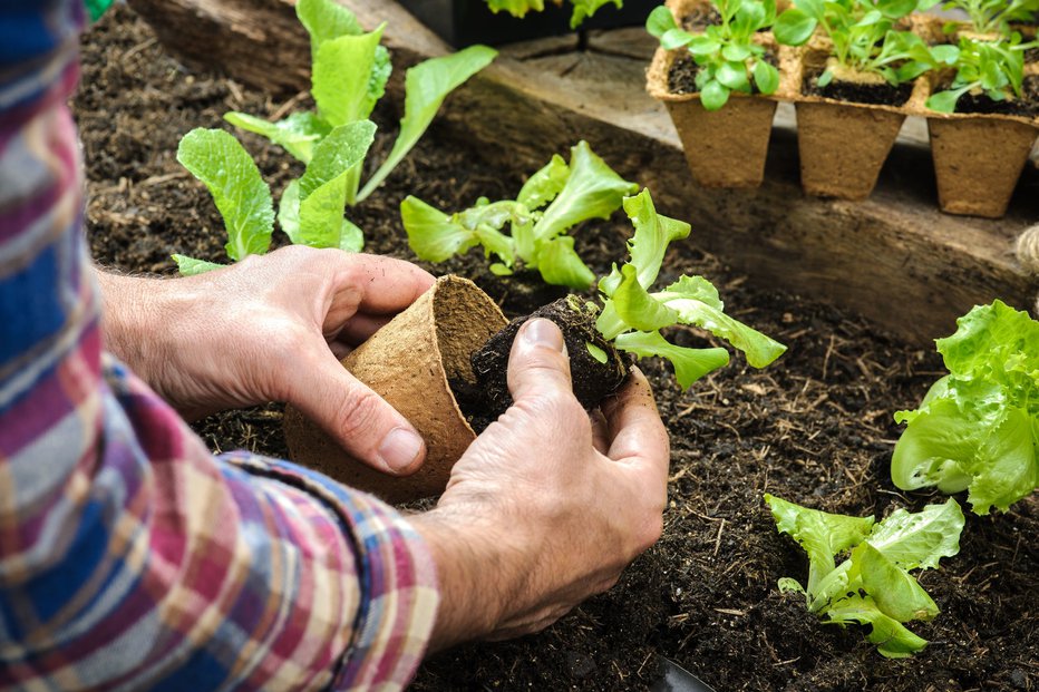 Fotografija: Vrtičkarji se že pripravljajo na poletno in jesensko samooskrbo, na katero bomo letos zagotovo gledali drugače. FOTO: Shutterstock