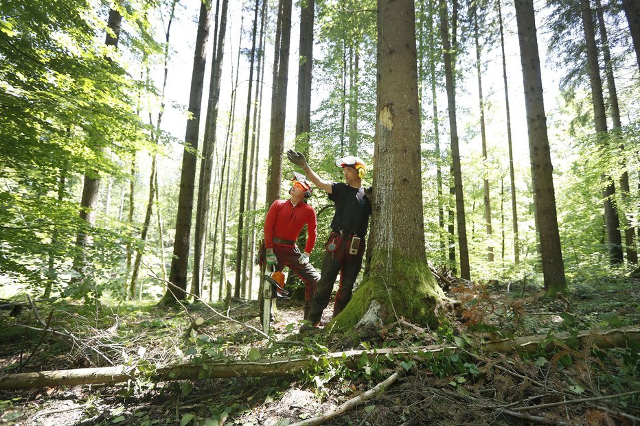 Fotografija: Sečnja dreves. Fotografija je simbolična. FOTO: Leon Vidic, Delo