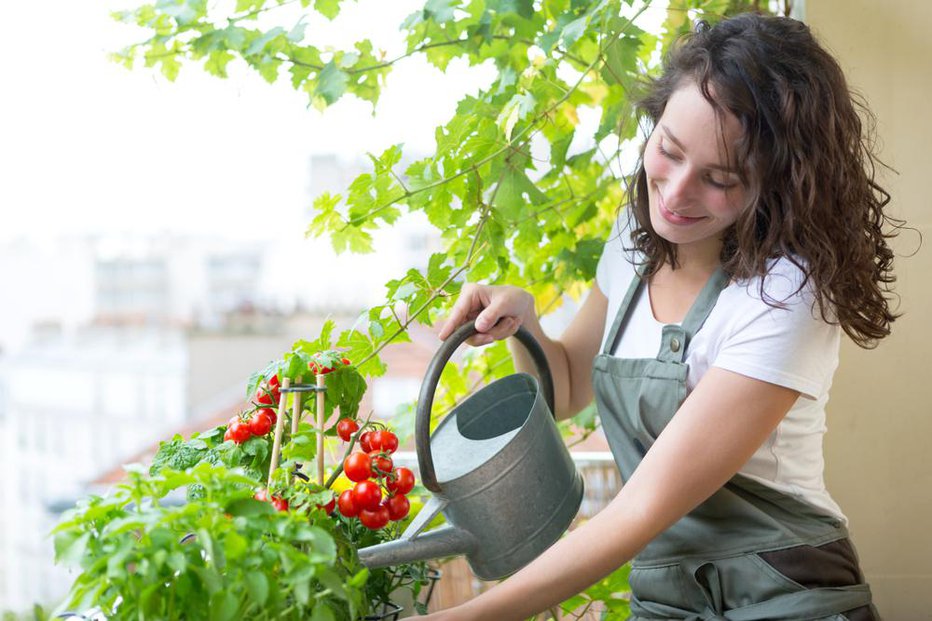 Fotografija: Vrtnine in začimbnice potrebujejo najmanj pet ur sonca na dan. FOTO: Shutterstock