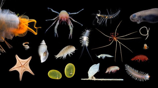 Do uradne potrditve novih vrst je še dolga pot. FOTO: Schmidt Ocean Institute