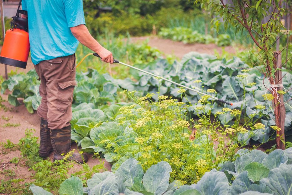 Fotografija: Da se iz začetnika razvijete v nadarjenega vrtičkarja, sicer ni nujno poznavanje vrtnarskih izrazov – a le če imate mentorja, ki vas vsega nauči z zgledom. FOTO: Shutterstock