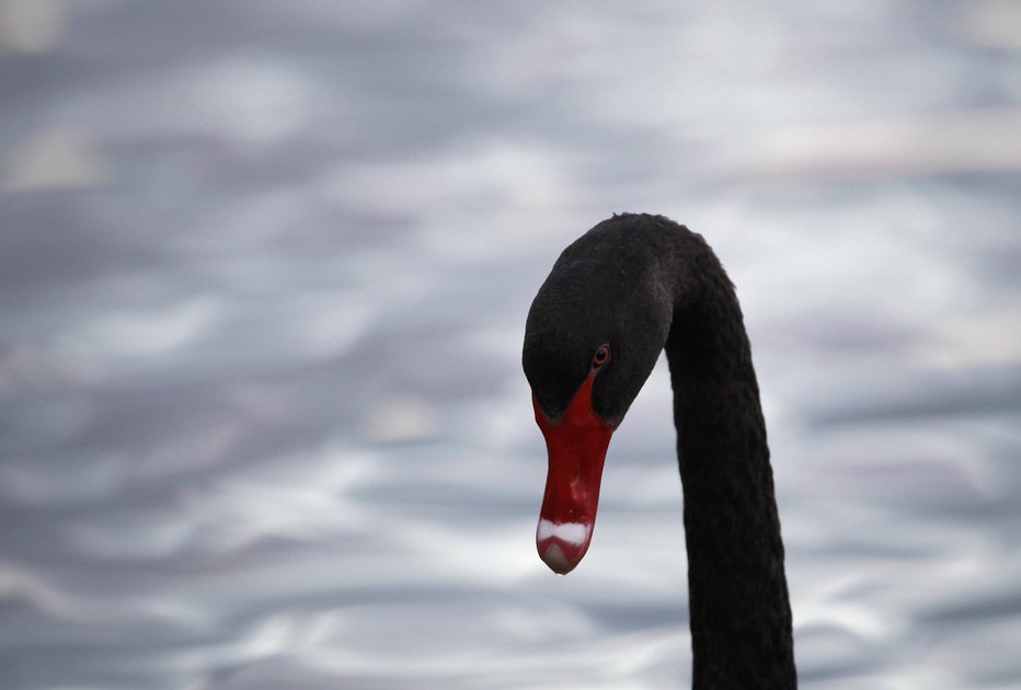 Fotografija: Črni labod. FOTO: Reuters