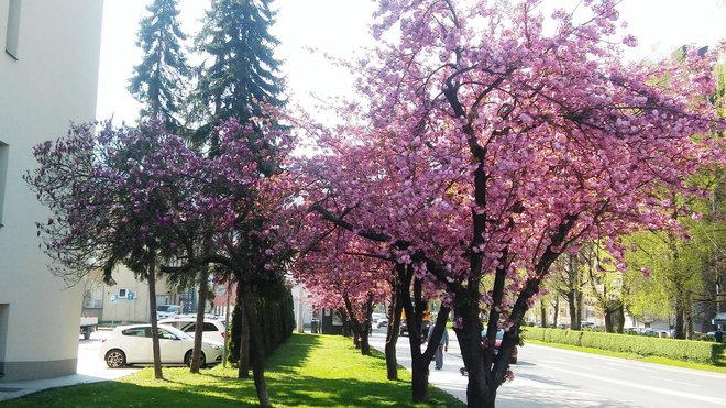 Hrvati menijo, da gre za enega najlepših drevoredov.<br />
Fotografije: Roman Turnšek