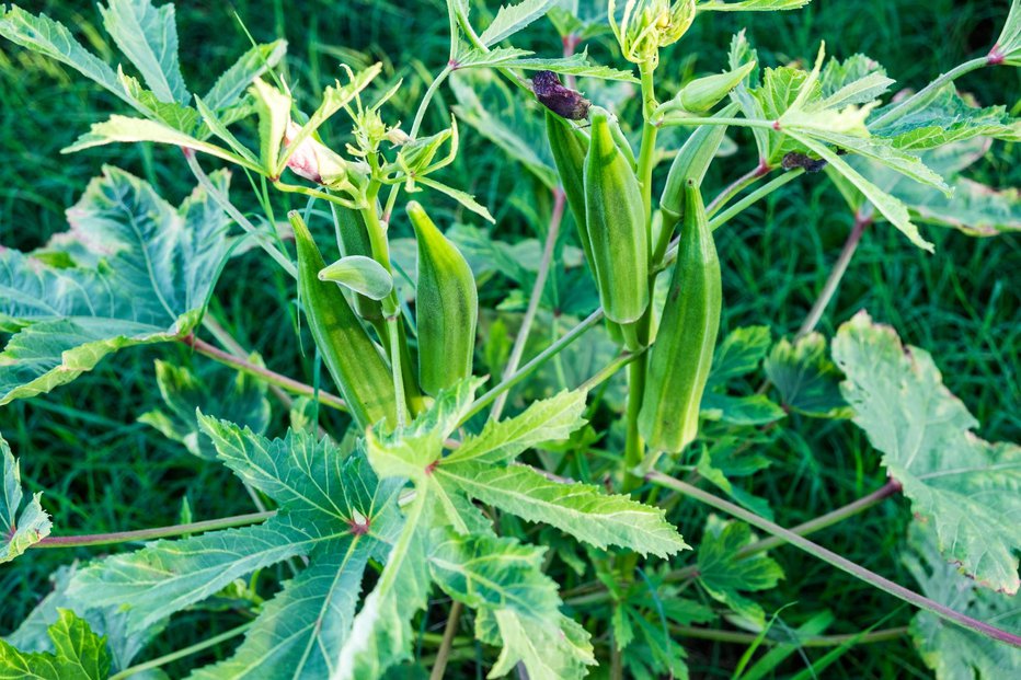 Fotografija: Okro pri nas zaradi podnebja gojimo kot enoletnico.