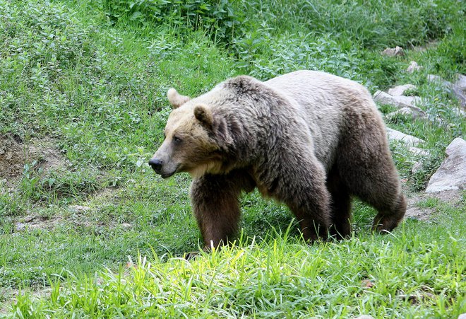 Rjavi medved se je spravil na pohodnika. FOTO: Ljubo Vukelič