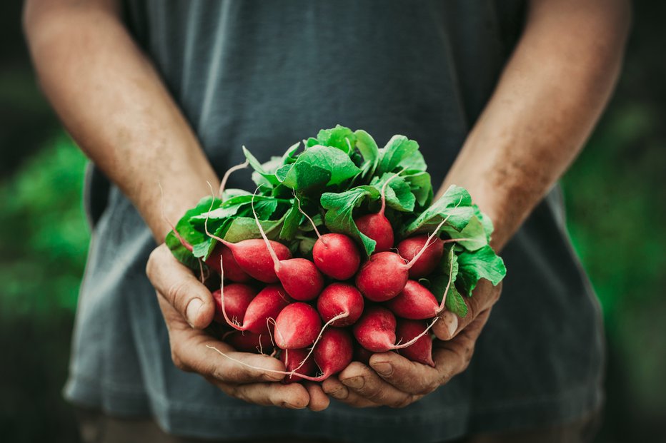 Fotografija: Redkvice. FOTO: Shutterstock