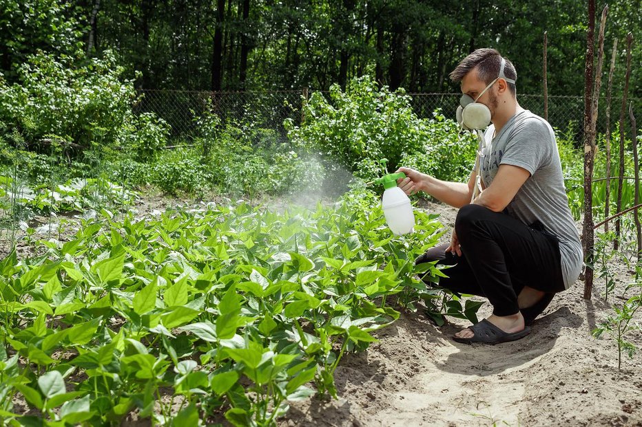 Fotografija: Med najbolj strupenimi pesticidi so insekticidi proti škodljivim žuželkam. Na vrtu se jih izogibamo. FOTO: Shutterstock