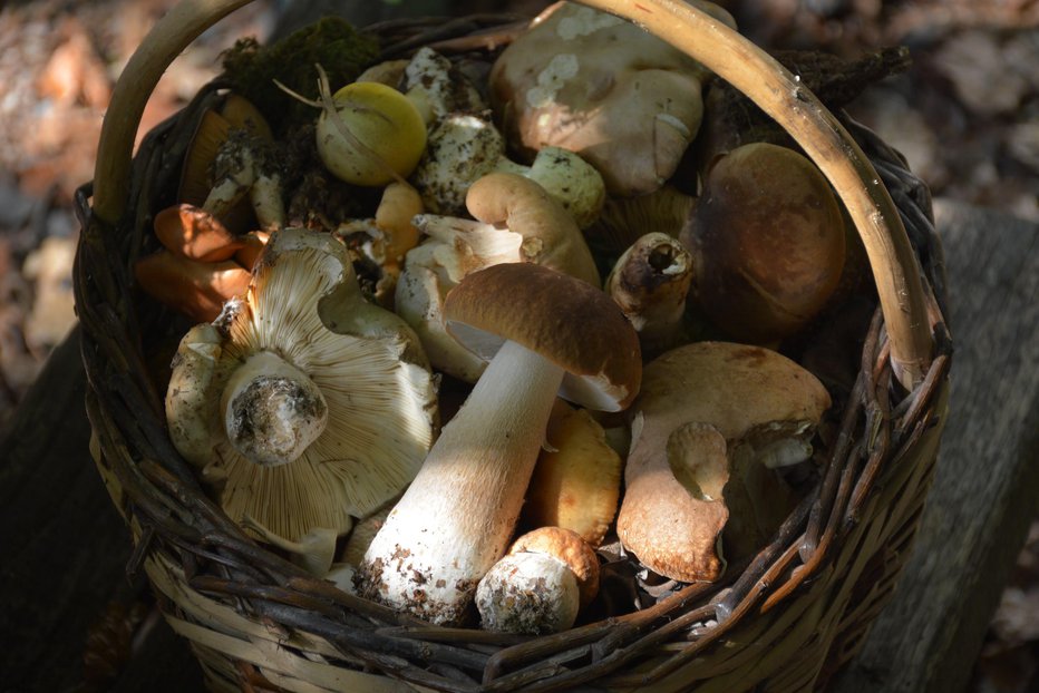 Fotografija: Z globo 200 evrov se kaznuje posameznik, ki pri rekreativnem nabiranju plodov, zelnatih rastlin, mahov in gob preseže dovoljeno količino dveh kilogramov. FOTO: Oste Bakal, Delo