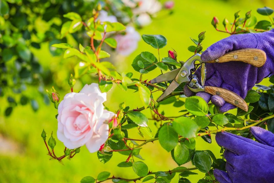 Fotografija: Vrtnicam moramo po prvem zamahu cvetenja nameniti pošteno nego. FOTO: Shutterstock