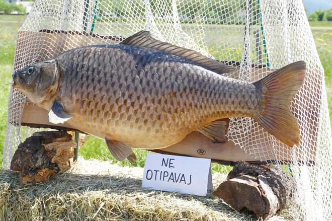 Bogato je z ribami.