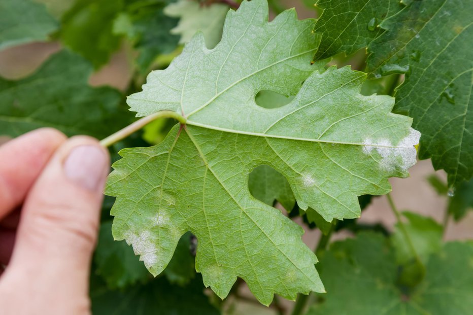 Fotografija: Peronospora napada vinsko trto, pa tudi nekatere vrtnine.