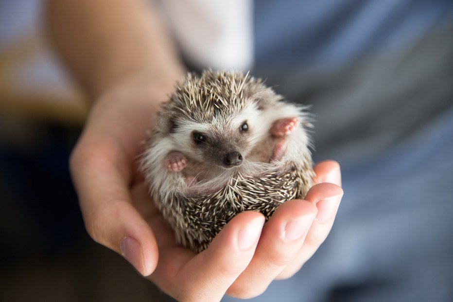 Fotografija: To pomlad so ježi uživali na vrtovih, travnikih in poljih. Ker je bilo manj prometa in ljudi, pa junija in julija pričakujejo pravi baby boom. FOTO: Elijus3000, Shutterstock