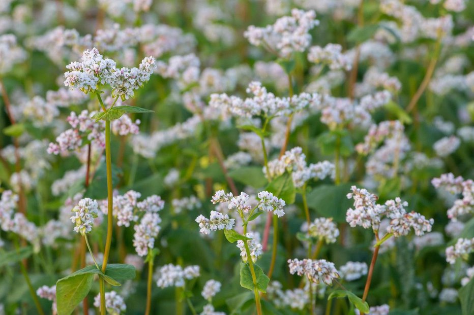 Fotografija: Ajda je za zeleno gnojenje zelo primerna zato, ker ni v sorodu z nobeno drugo vrtnino. FOTO: Hildaweges Photography/shutterstock