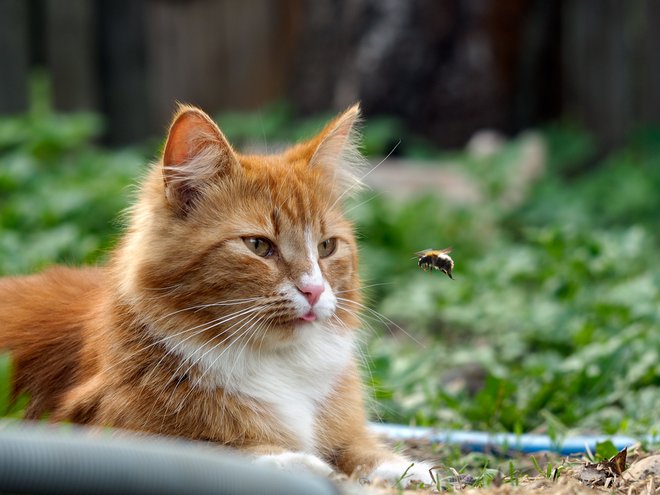 V poletnem času se poveča možnost pikov čebel in drugih insektov. Foto: kozorog/Getty Images