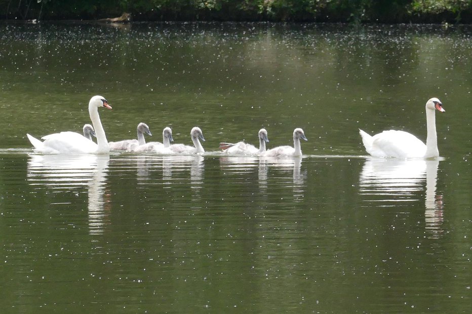 Fotografija: Eleganca na vodi FOTO: Primož Hieng