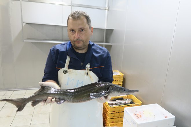 Sveži sibirski jeseter v hladilnici. FOTO: Janez Petkovšek