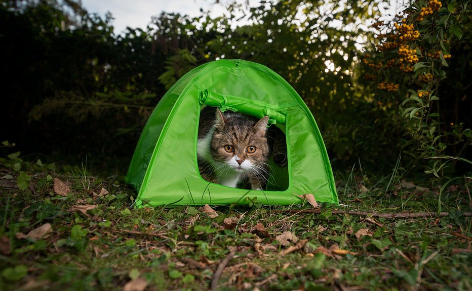 Fotografija: Zaposleni v kampu so 12 let skrbeli za mačko, za katero niso vedeli, komu pripada. FOTO: Nils Jacobi/shutterstock
