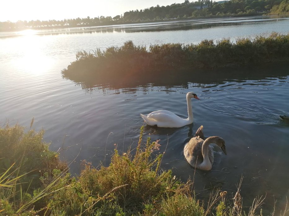 Fotografija: Mama z mladičem FOTO: Osebni arhiv