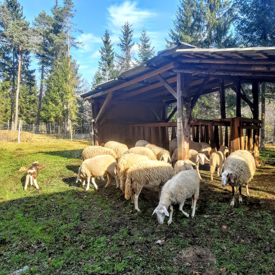 Fotografija: Ovce na naraven način čistijo kanjon Tržiške Bistrice. FOTO: Tina Horvat