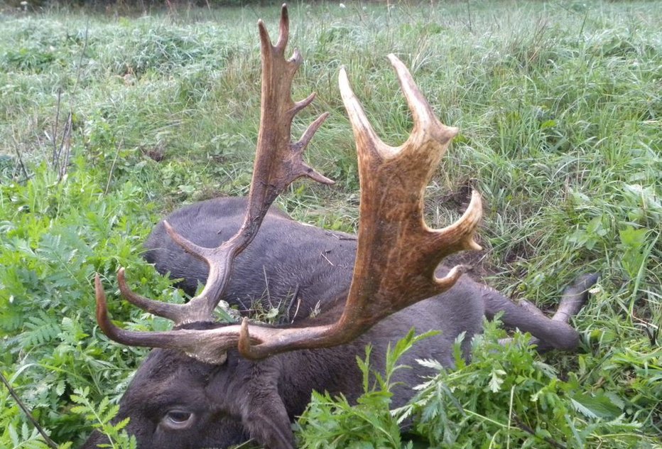 Fotografija: Jelenjad je na črnem trgu vredna 2100 evrov. foto: LPN Kompas Peskovci