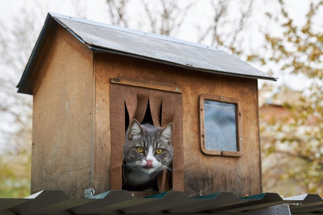 Radi postavljamo ptičje hišice, kaj pa mačje? FOTO: Ovbelov/Getty Images