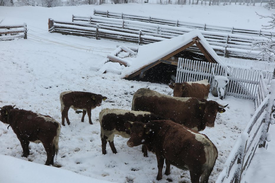 Fotografija: Veter je svojo moč pokazal tudi na starodavni Šenkovi domačiji, na kateri gospodarita Polona in Drejc Karničar. Foto: Špela Ankele