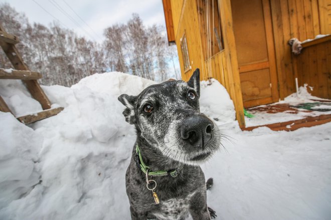 Pasja uta mora biti izolirana, neprepustna za padavine in veter. FOTO: Guliver/Thinkstock