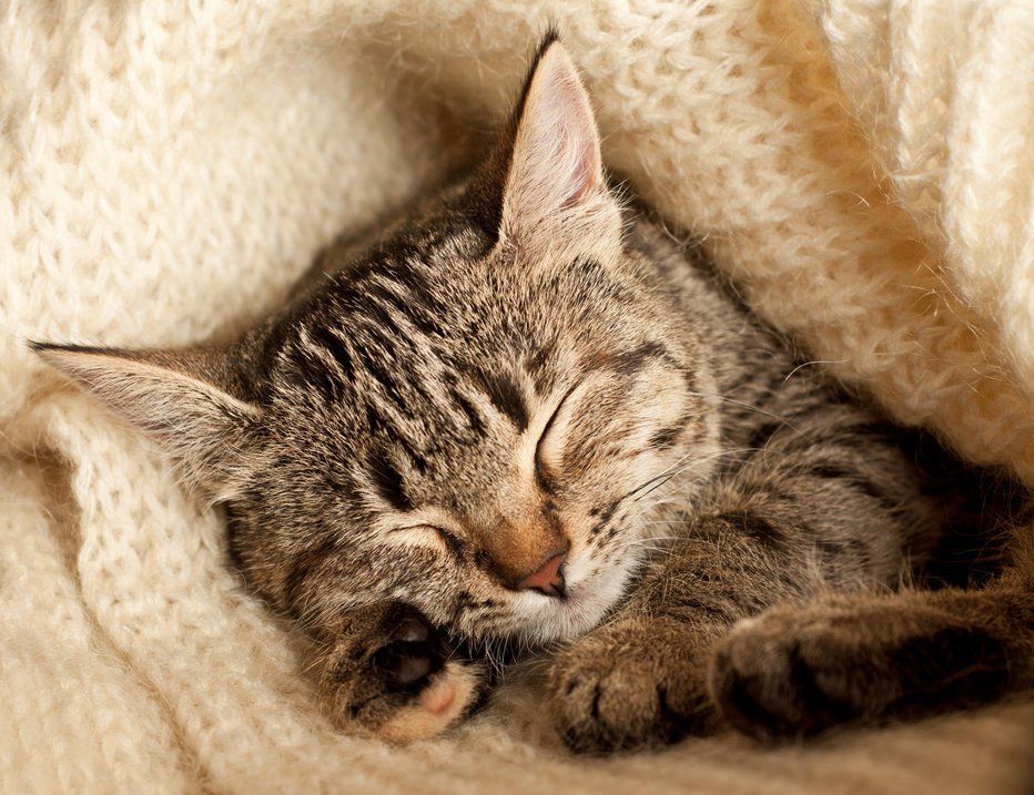 Fotografija: Muce bodo zadovoljne, če jim bomo odstopili staro odejo, pulover... FOTO: Getty Images/istockphoto