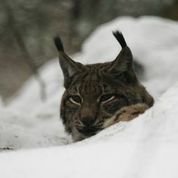 Fotografija: Ris je precej samotarska žival. FOTO: Zoo Ljubljana