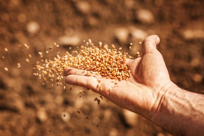 Pred setvijo semena zaščitimo pred boleznimi in škodljivci. FOTO: Guliver/Thinkstock