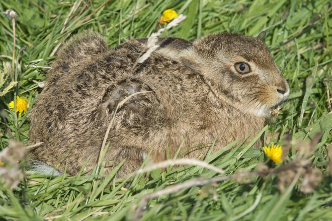 Košnja najbolj ogroža mlade prostoživeče živali. FOTO: Guliver/Thinkstock