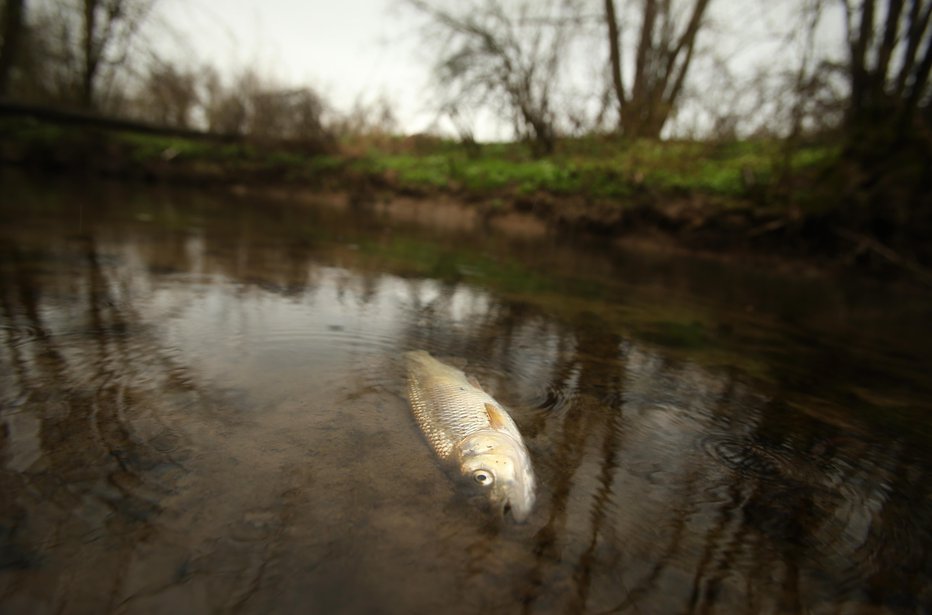 Fotografija: Kaj je povzročilo pogin rib, pristojni še ugotavljajo (simbolična fotografija). FOTO: Jure Eržen