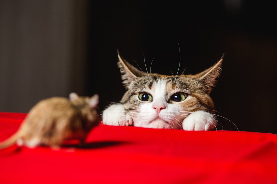 Fotografija: Mačke so odlične lovilke. FOTO: Shutterstock