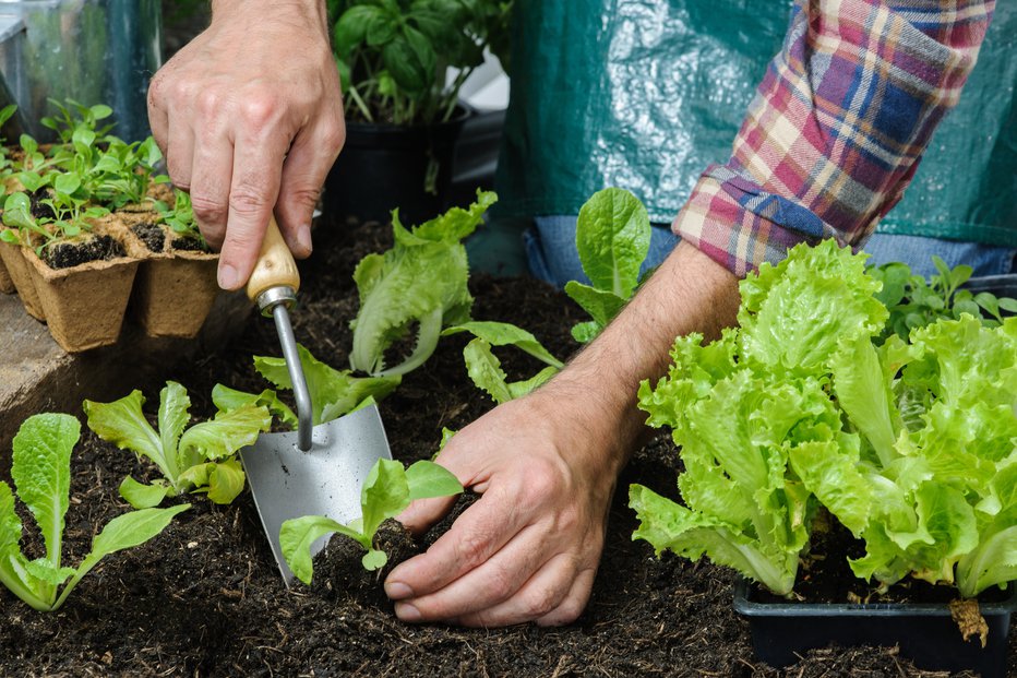 Fotografija: Farmer planting young seedlings of lettuce salad in the vegetable garden FOTO: Alexraths Getty Images/Istockphoto