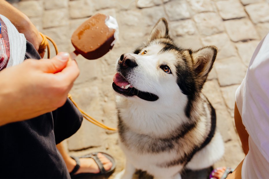 Fotografija: Namesto sladoleda, ki vsebuje sladkor in mleko, svojemu psu raje ponudite zamrznjeni probiotični jogurt. FOTO: Shutterstock