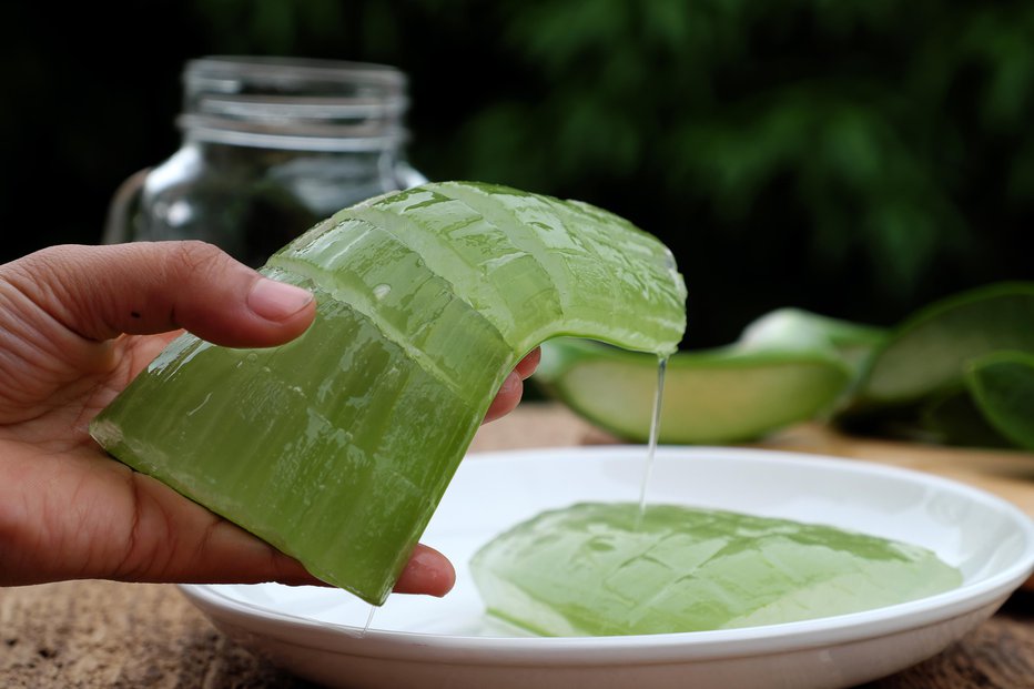 Fotografija: Gel aloe vere je vsestransko uporaben, zlasti za kožo. FOTO: Guliver/Getty Images