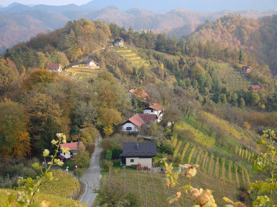 Fotografija: Haloška vasica Janški Vrh je prav dovolj oddaljena od civilizacije, da je bila primerna za nedovoljeno gojenje marihuane. FOTO: Aleš Andlovič