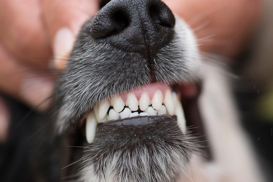 Fotografija: Fotografija je simbolična. FOTO: Getty Images, Istockphoto