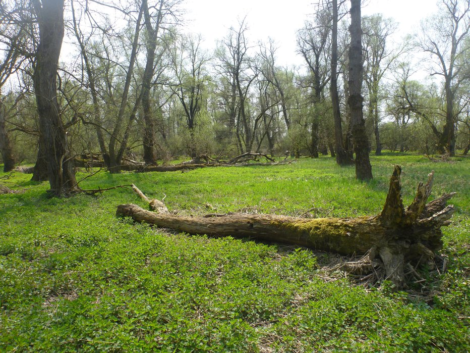 Fotografija: V naslednjem koraku bo avstrijska mejna Mura med Špiljami in Radgono zaokrožila zaščiteno območje. FOTO: Aleksander Koren