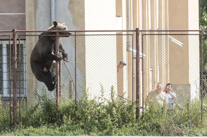 Zanj je bilo usodno, ko je preplezal šolsko ograjo. FOTO: Ap