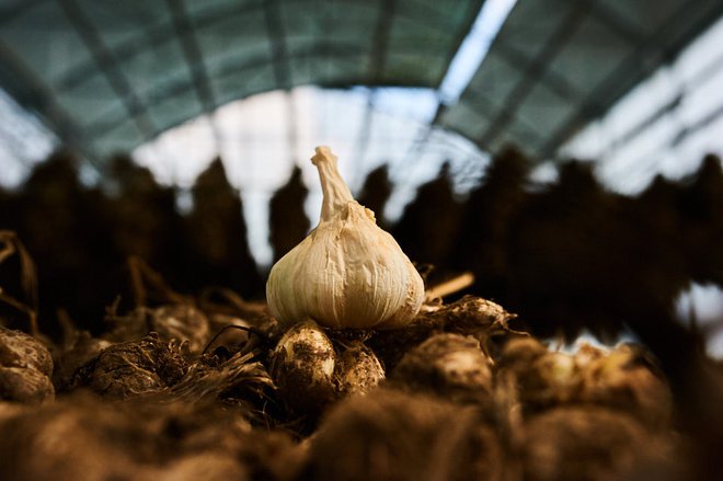 Česnek iz Ljutomera se je dobro prijel med Slovenci. FOTO: Panorganic